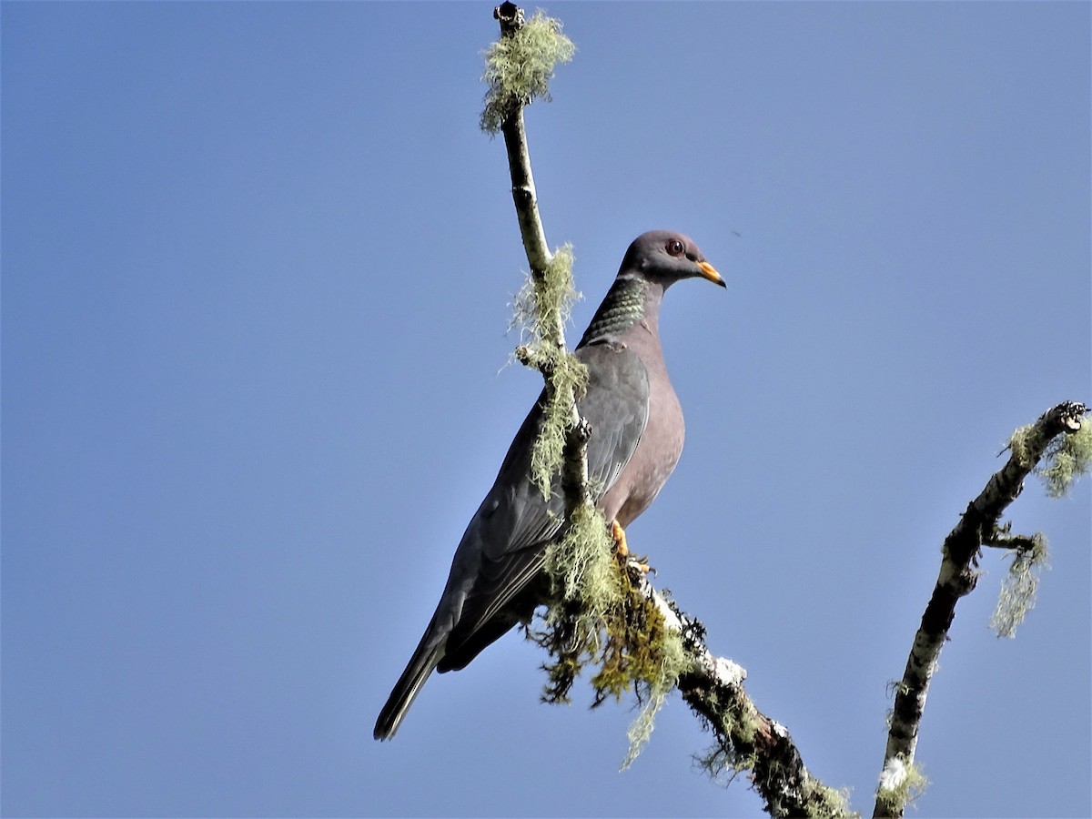 Band-tailed Pigeon - ML106126971
