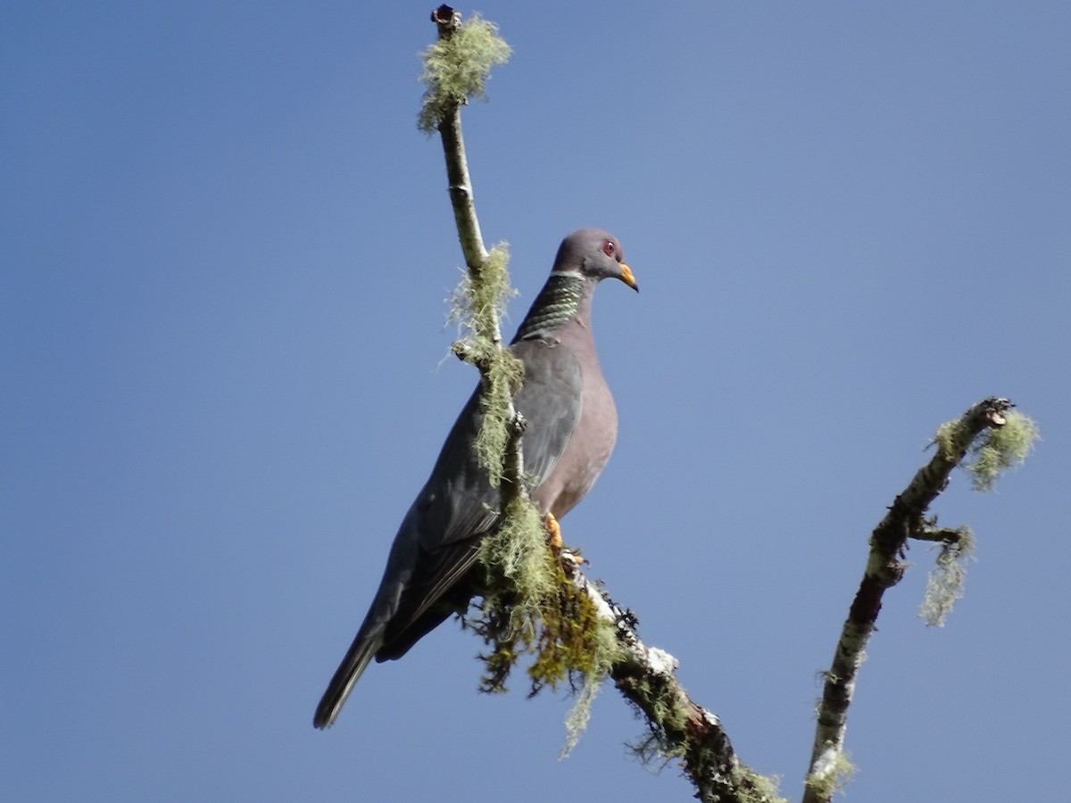Band-tailed Pigeon - ML106127221
