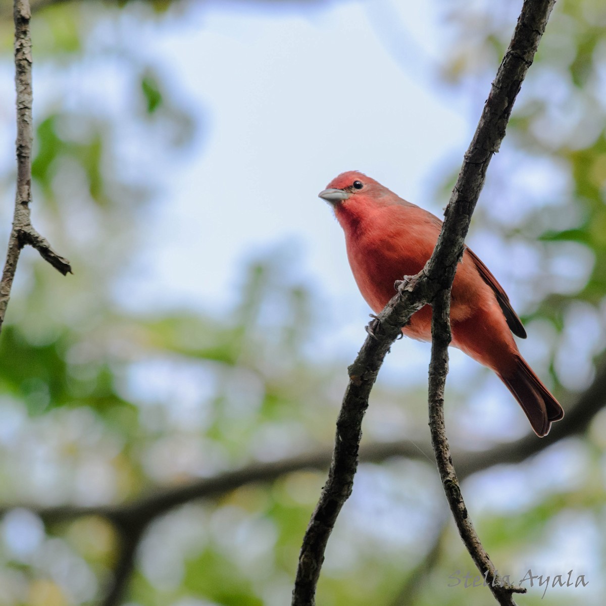 Hepatic Tanager - ML106128791
