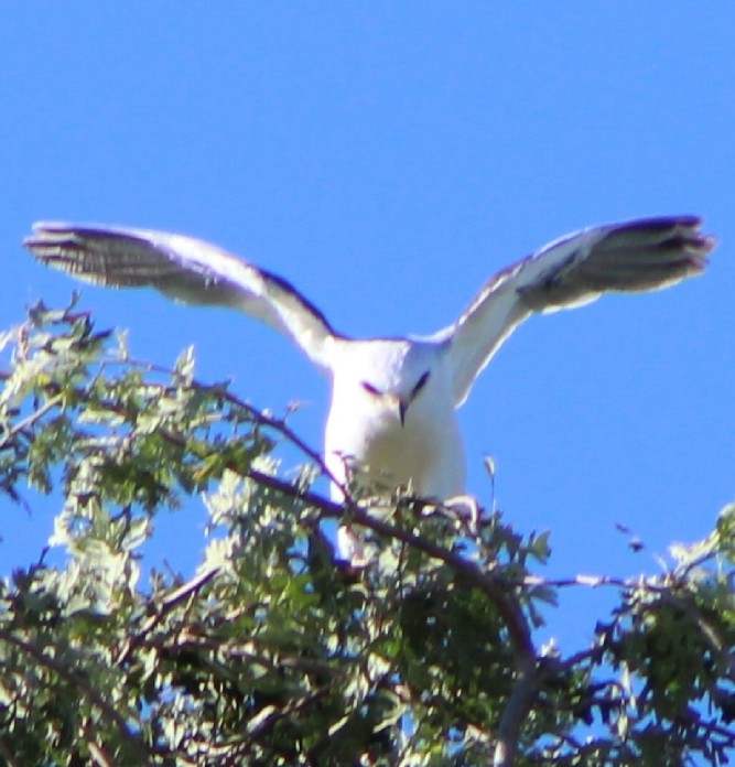 White-tailed Kite - Crissy Harrigan-smith