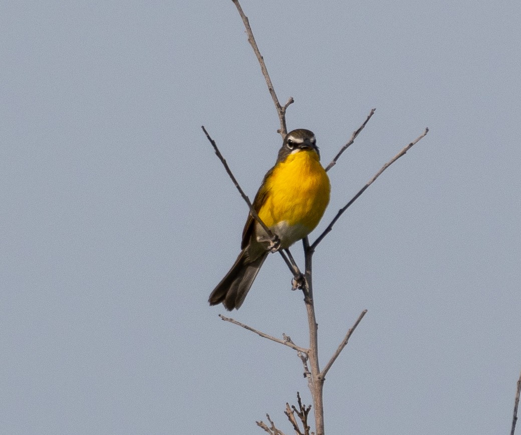 Yellow-breasted Chat - ML106132071