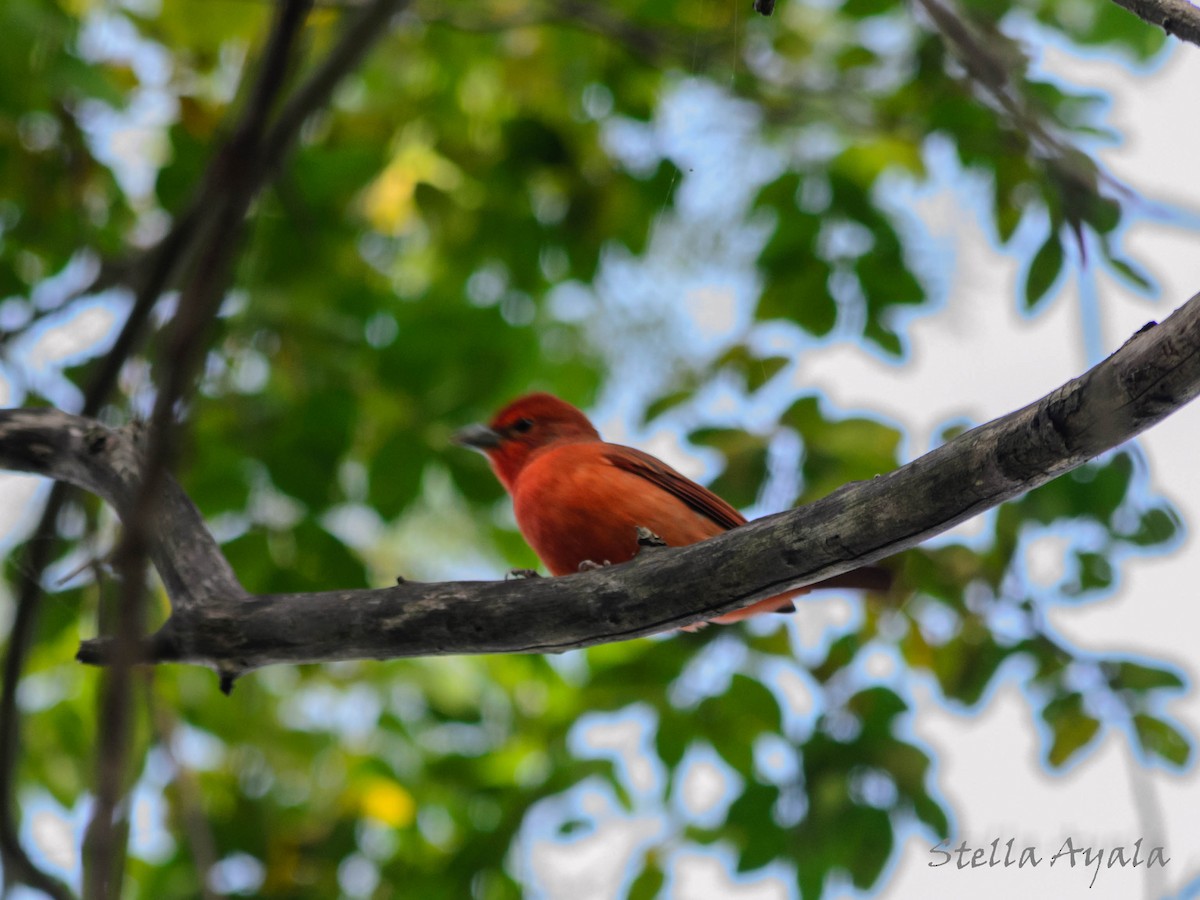 Hepatic Tanager - ML106132581
