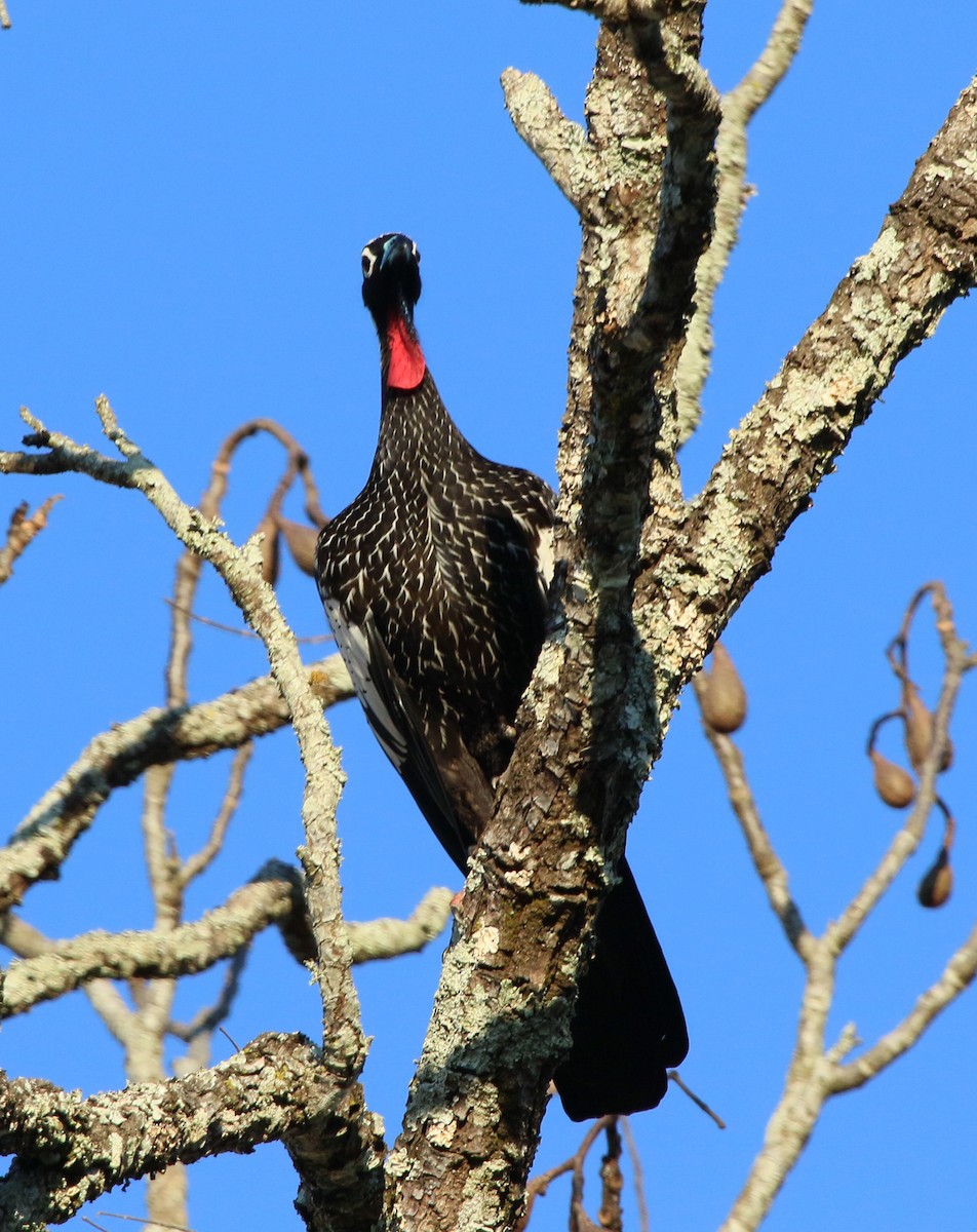 Black-fronted Piping-Guan - ML106133361