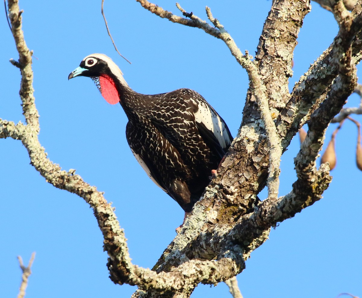Black-fronted Piping-Guan - ML106133391