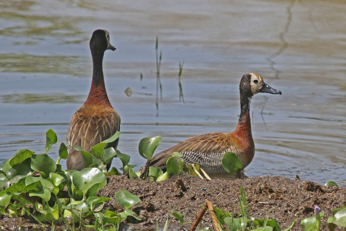 White-faced Whistling-Duck - Joan and/or George Sims
