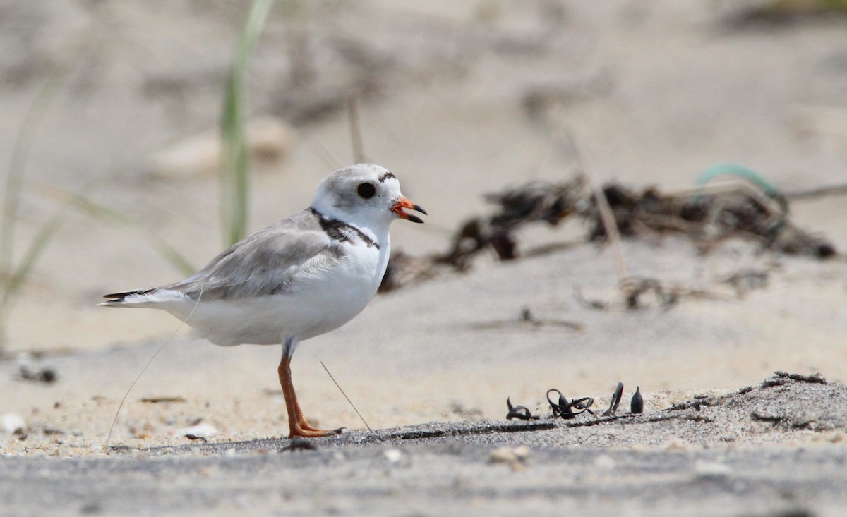 Piping Plover - Lily Morello