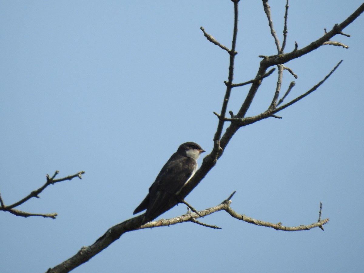 Tree Swallow - elwood bracey
