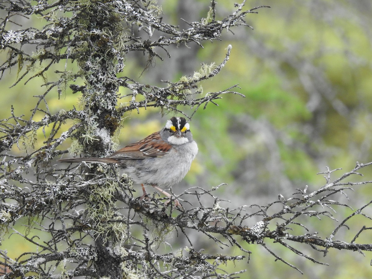 White-throated Sparrow - ML106142961