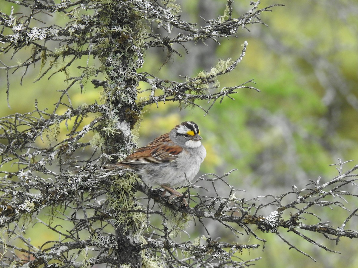 White-throated Sparrow - ML106143031