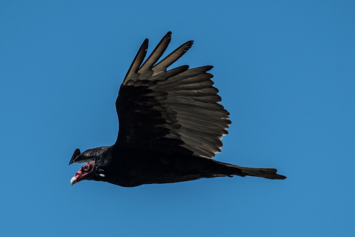 Turkey Vulture (Northern) - ML106145661