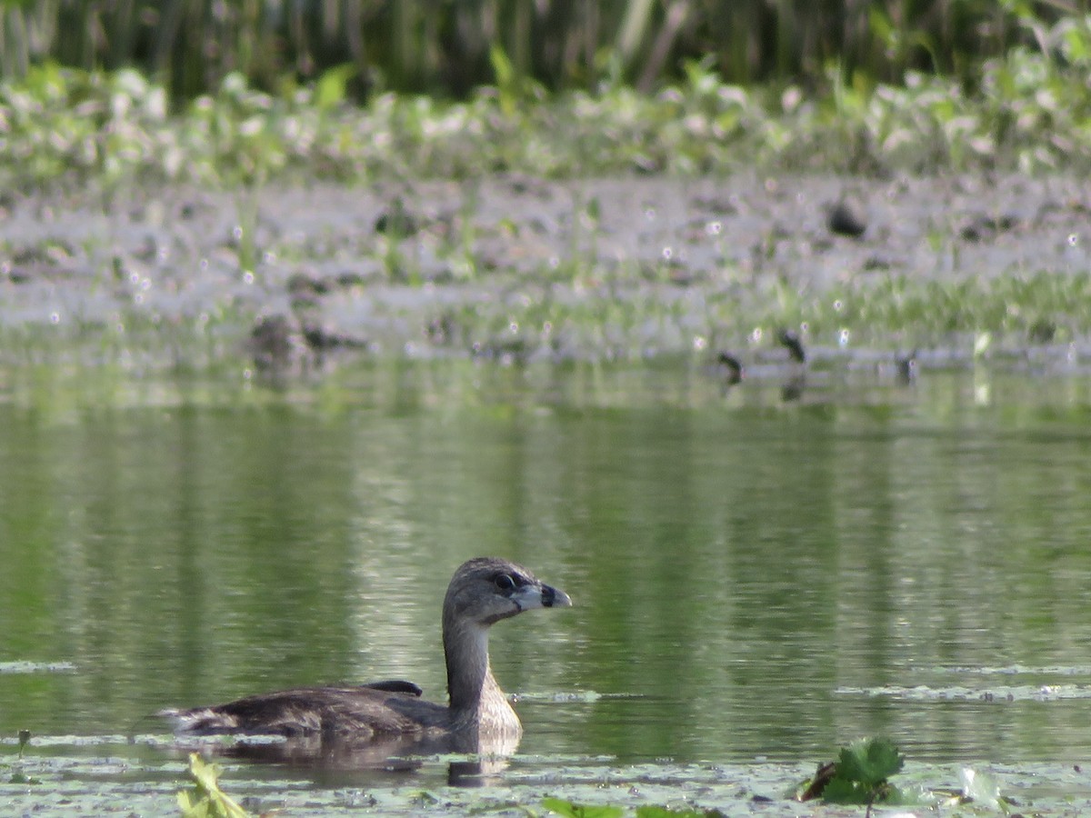 Pied-billed Grebe - Susan Rogers