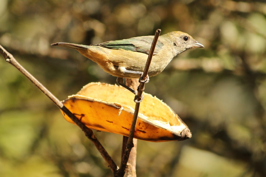 Burnished-buff Tanager - ML106151311
