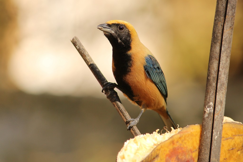 Burnished-buff Tanager - ML106151351