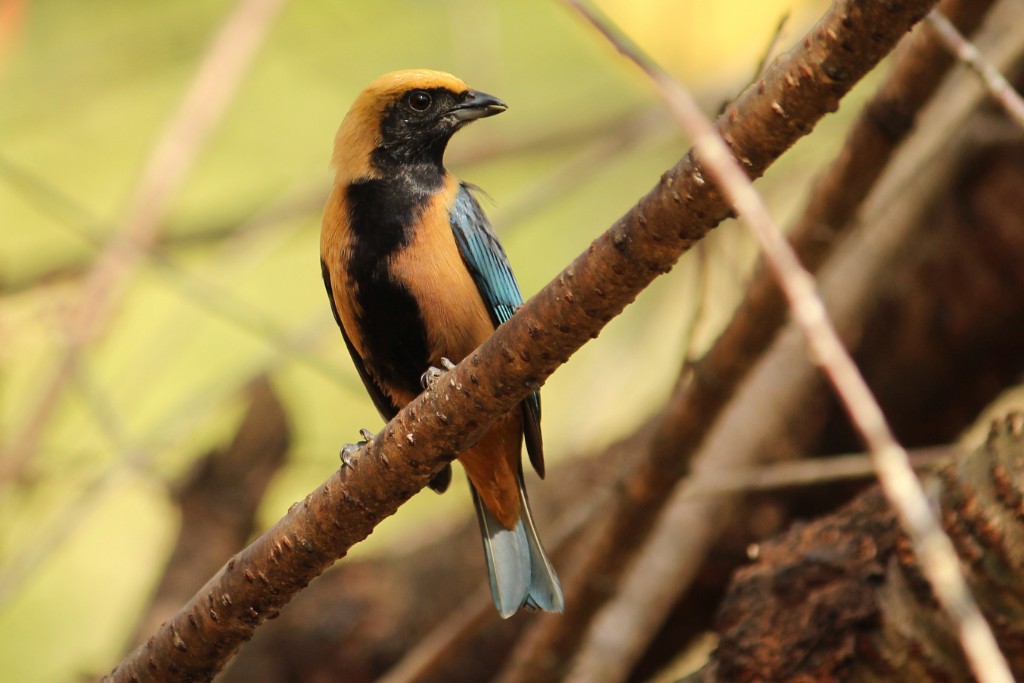 Burnished-buff Tanager - ML106151421