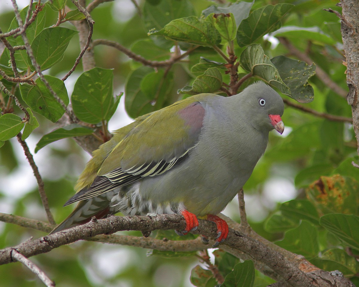 African Green-Pigeon - Guy Poisson