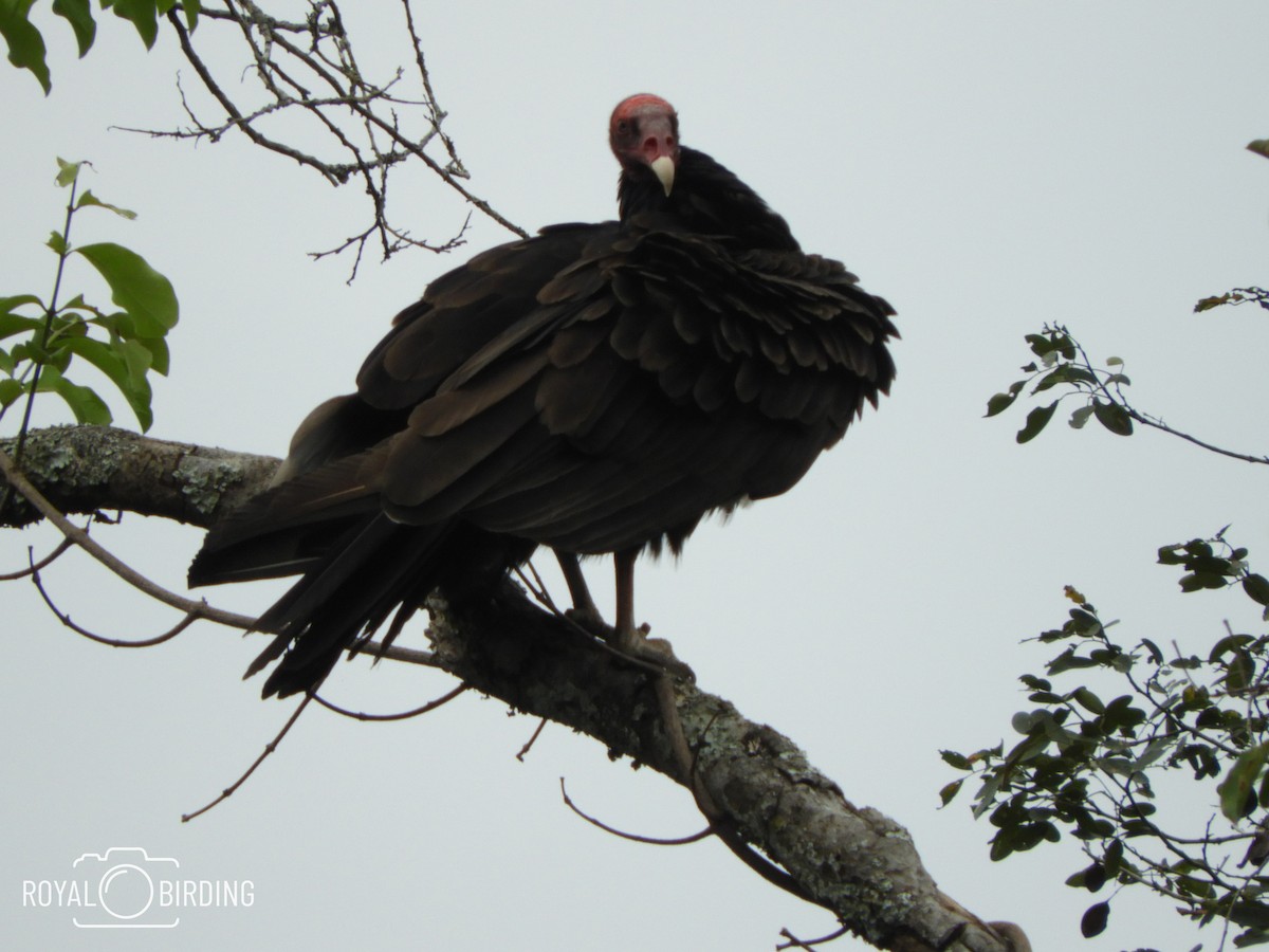 Turkey Vulture - Alejandro Penco