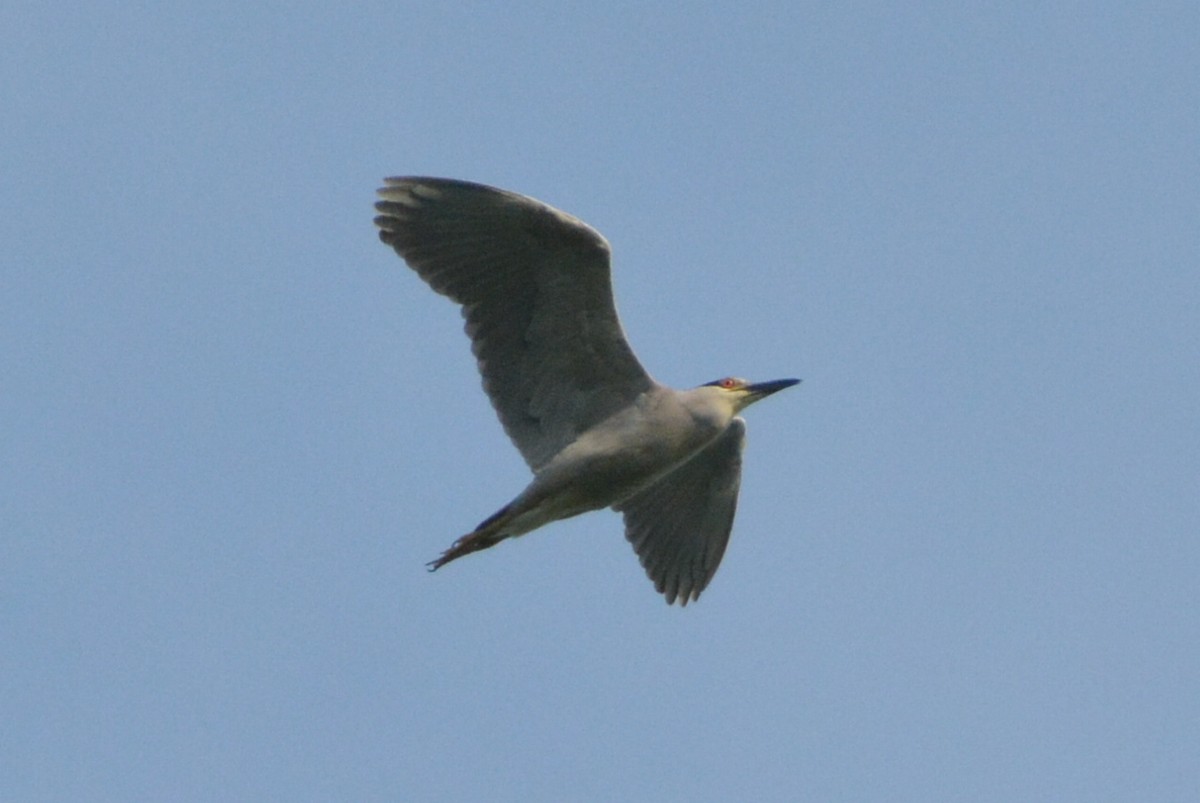 Black-crowned Night Heron - ML106156461