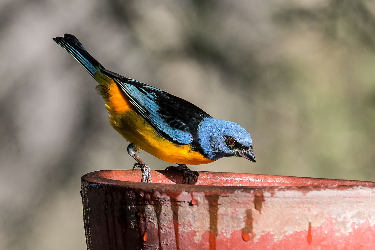 Blue-and-yellow Tanager - ML106156721