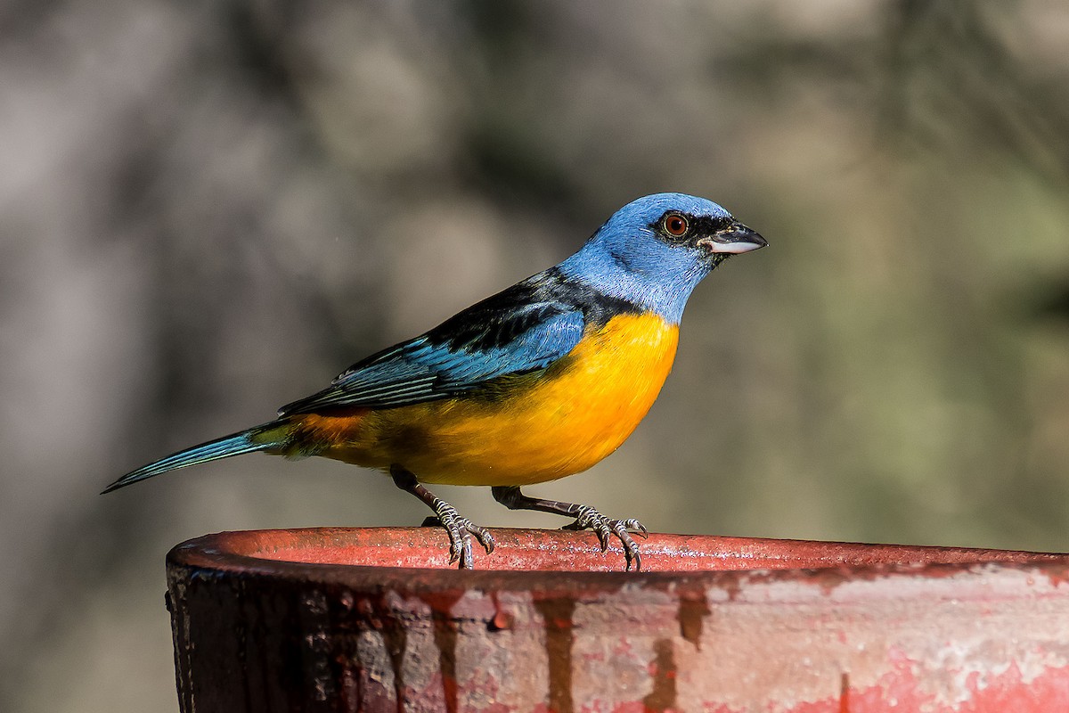 Blue-and-yellow Tanager - Gerardo Serra