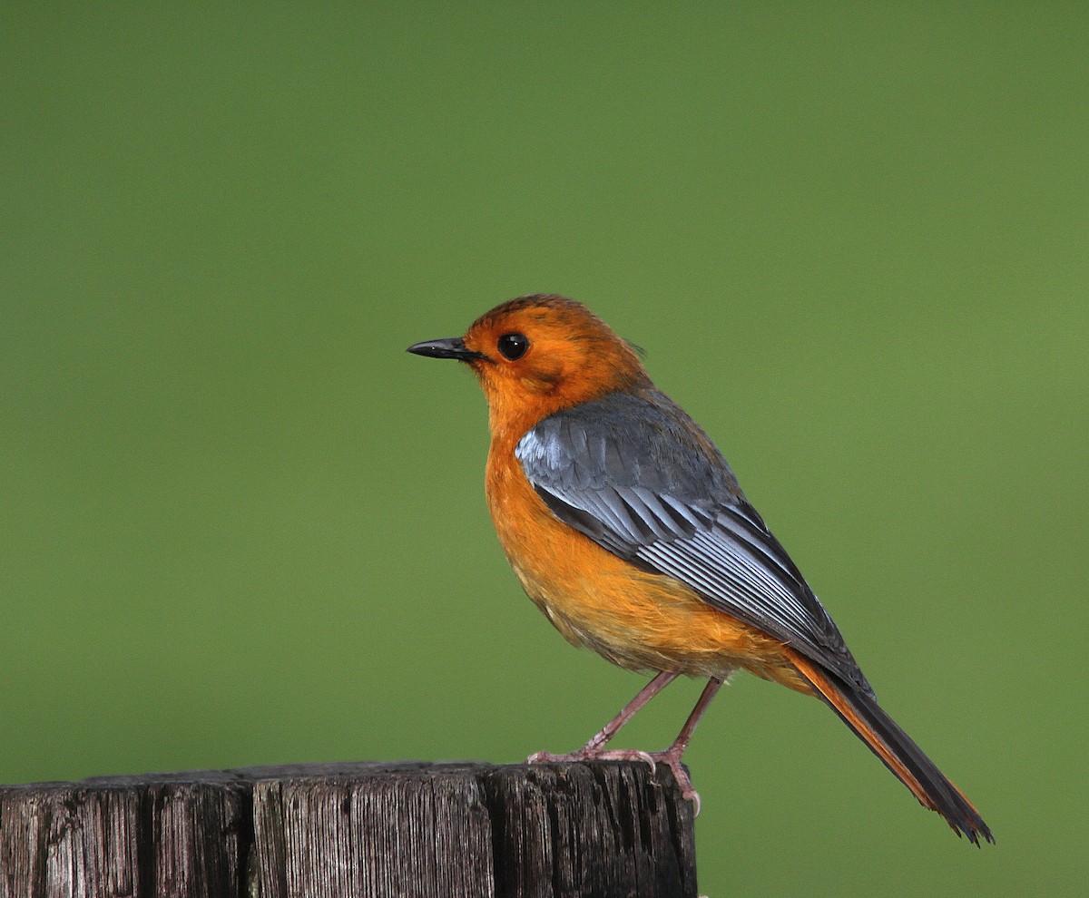 Red-capped Robin-Chat - Guy Poisson