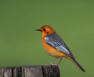  - Red-capped Robin-Chat