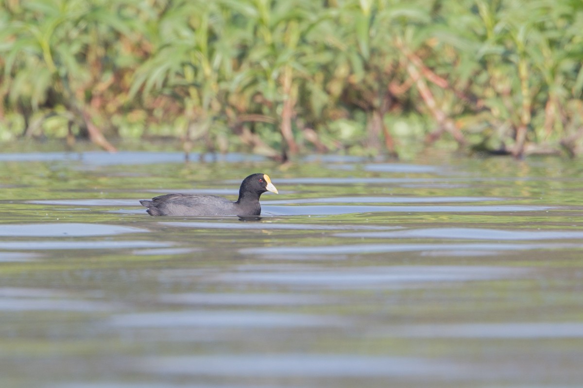 White-winged Coot - ML106161821