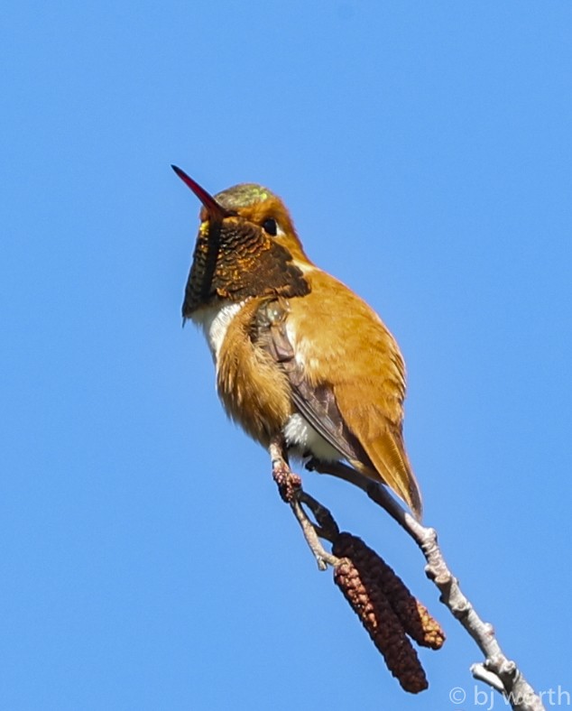 Rufous Hummingbird - bj worth