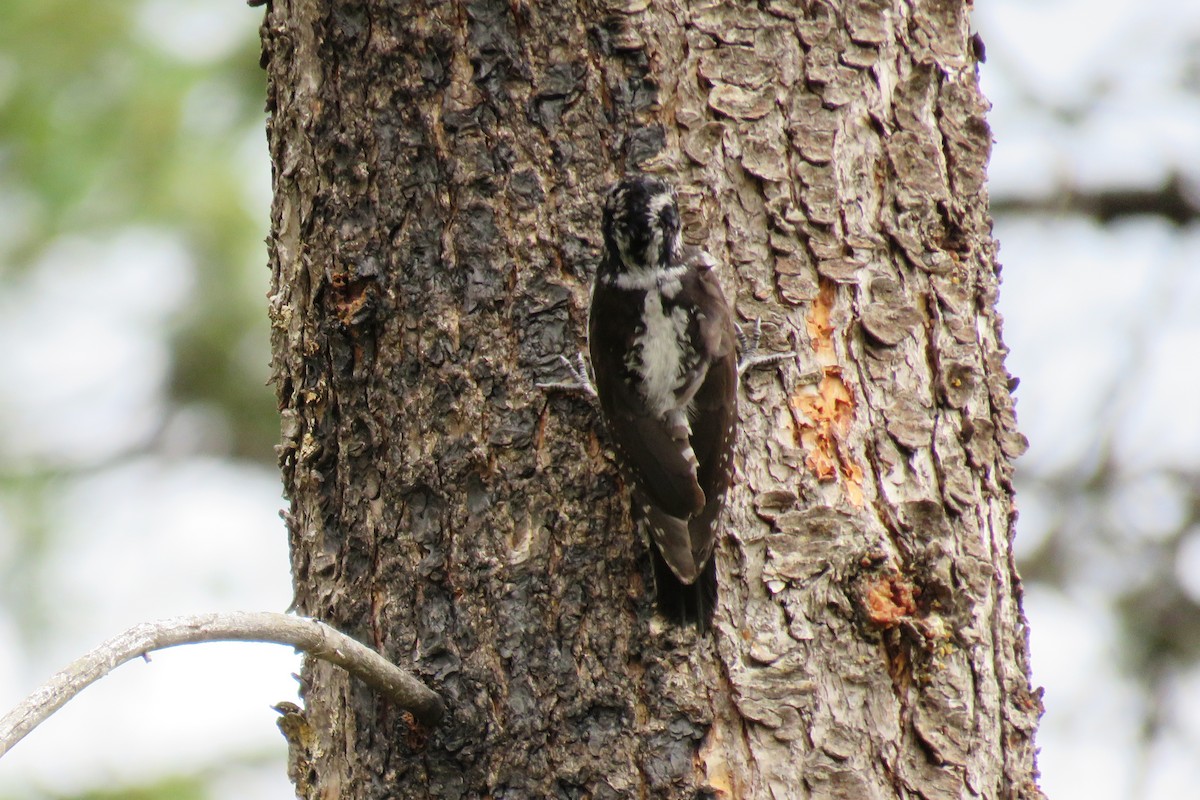 American Three-toed Woodpecker - shawn richmond