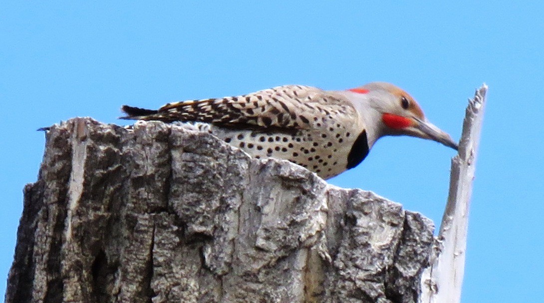 Northern Flicker (Yellow-shafted x Red-shafted) - ML106174001