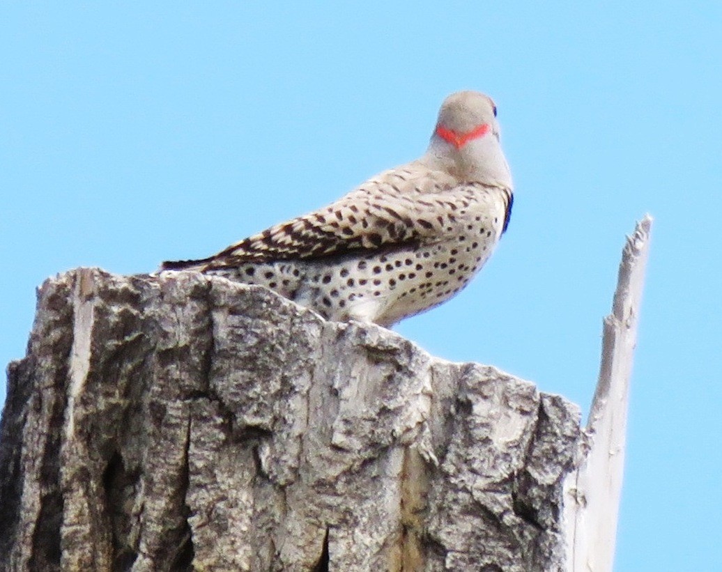 Northern Flicker (Yellow-shafted x Red-shafted) - ML106174011