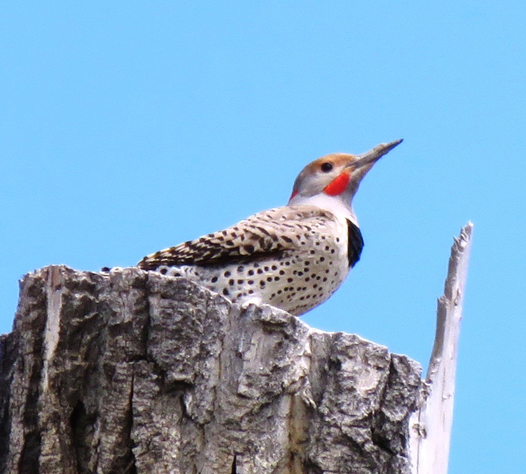 Northern Flicker (Yellow-shafted x Red-shafted) - Sandra Blair
