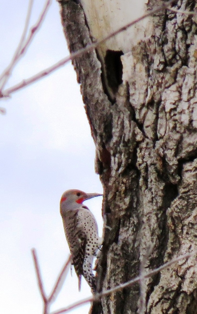 Northern Flicker (Yellow-shafted x Red-shafted) - ML106174031