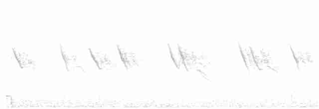 Weißbrustsegler - ML106174771
