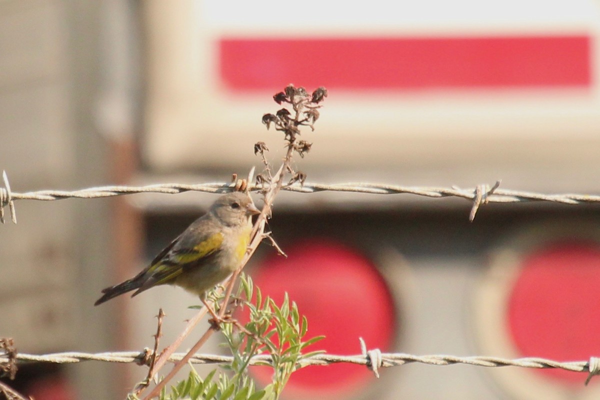 Lawrence's Goldfinch - ML106175361