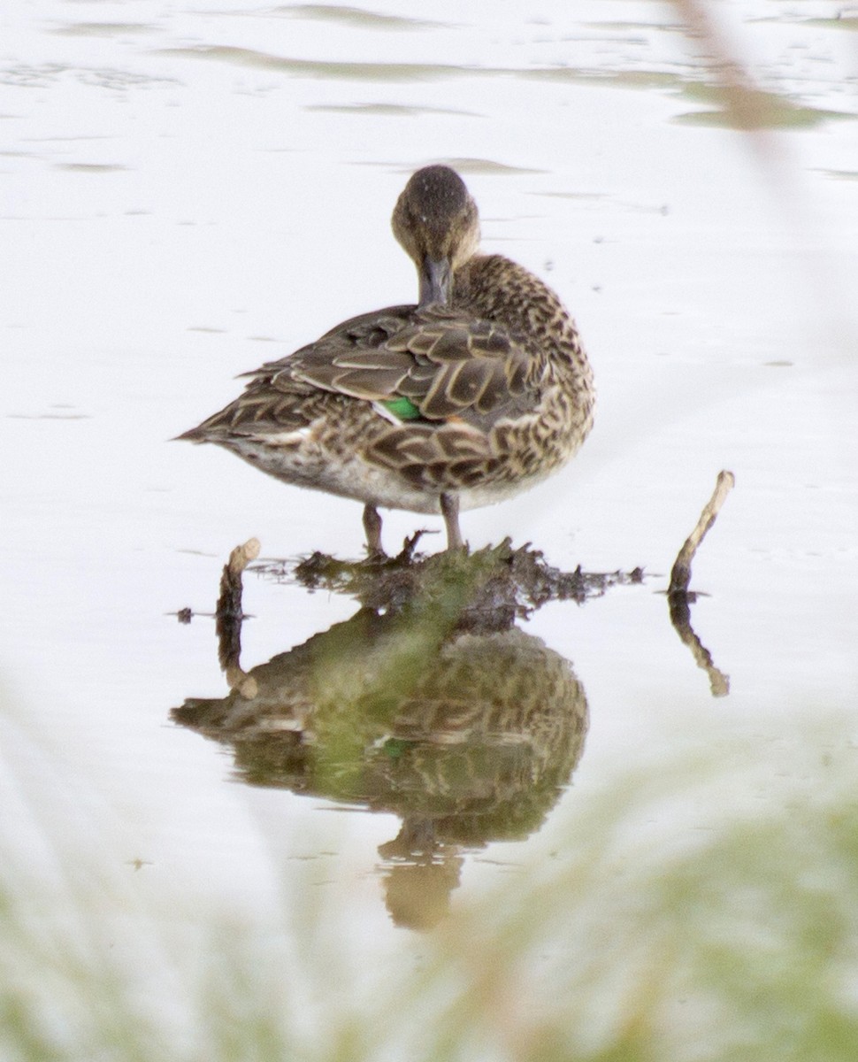 Green-winged Teal - Scott Young