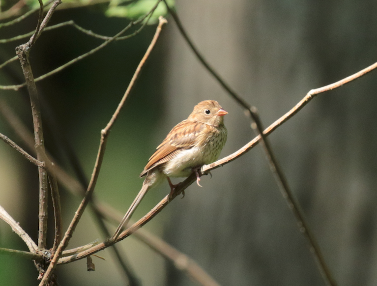 Field Sparrow - Paul Jacyk 🦉