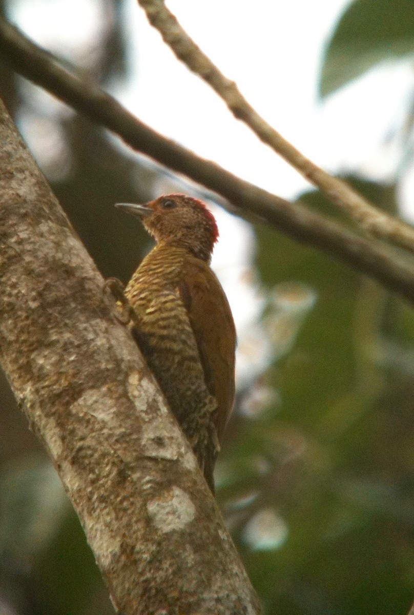 Green-backed Woodpecker (Little Green) - David Tomb