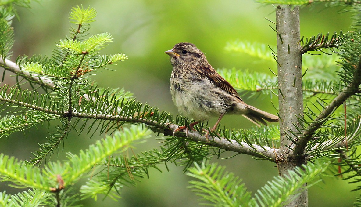 White-throated Sparrow - Ryan Brady