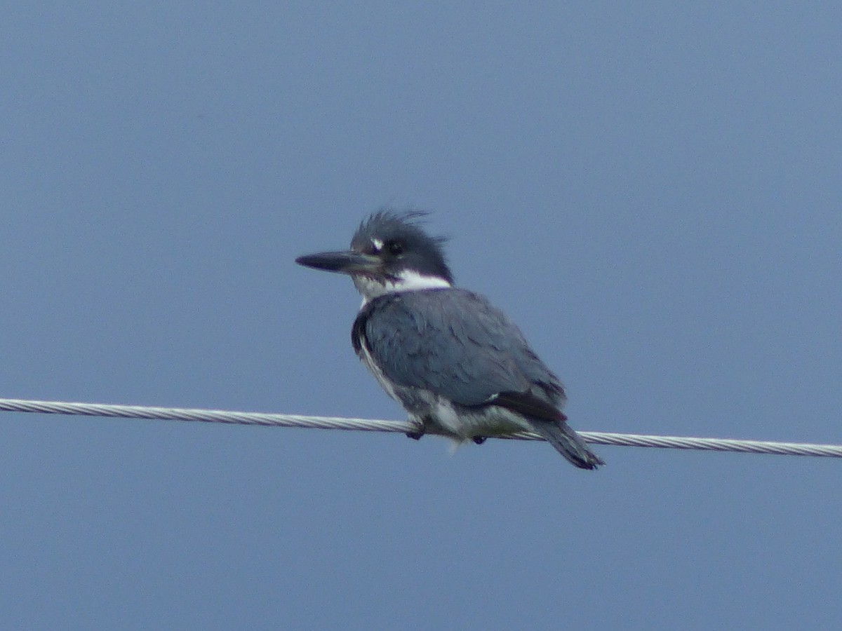 Belted Kingfisher - Tom Behnfield