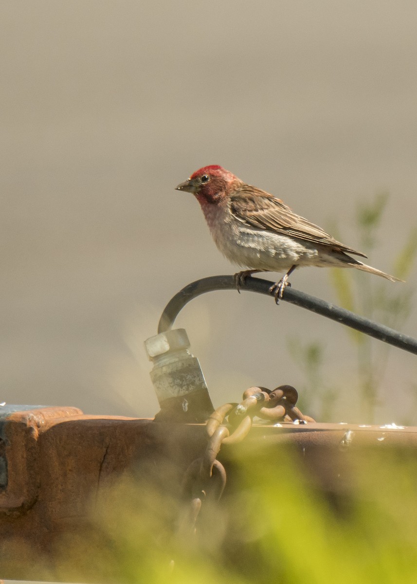 Cassin's Finch - Ernest Rowley