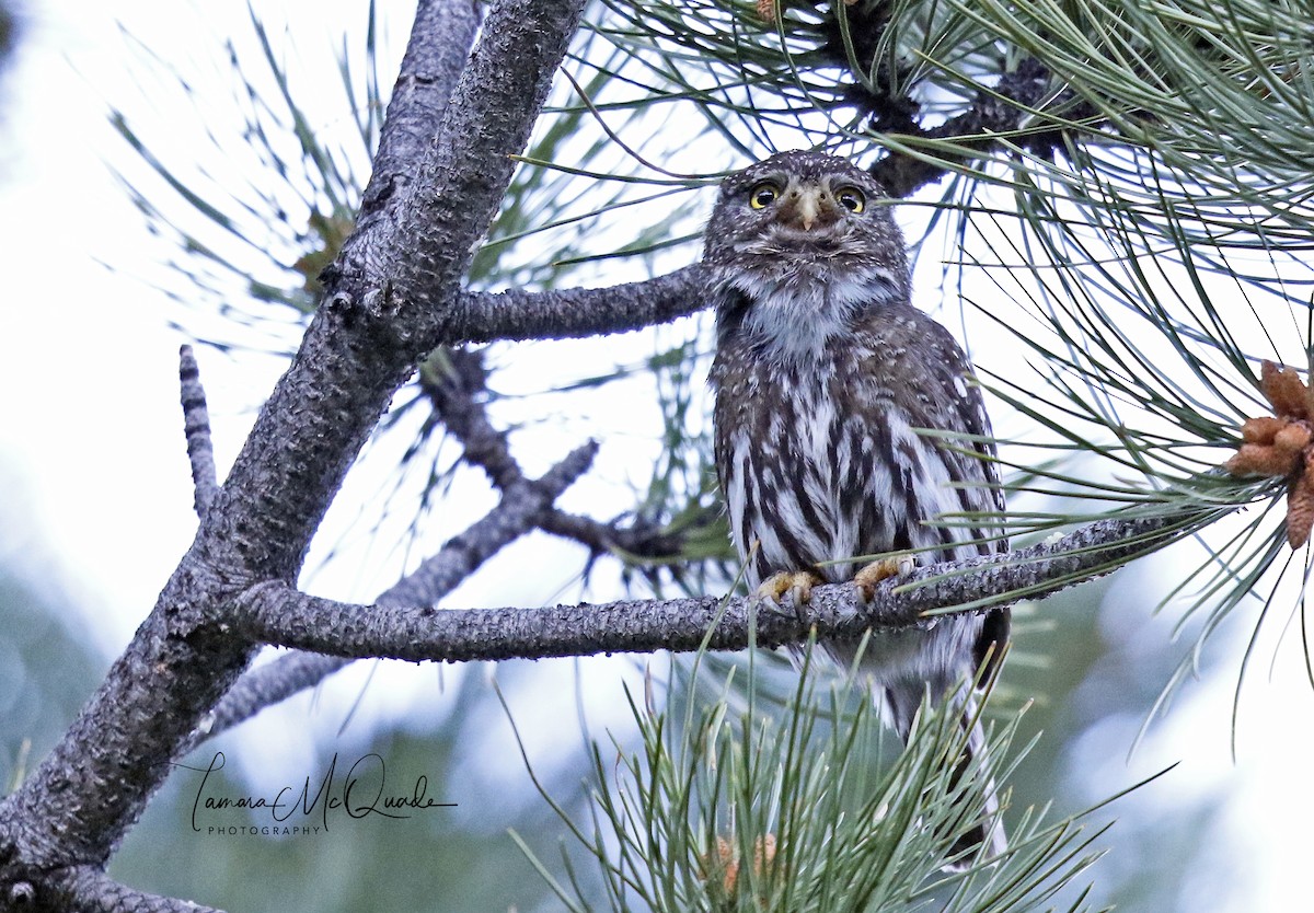 Northern Pygmy-Owl - Tammy McQuade