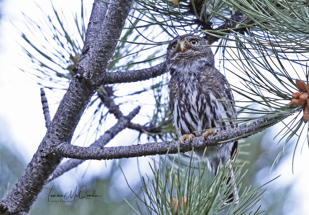 Northern Pygmy-Owl - ML106187151
