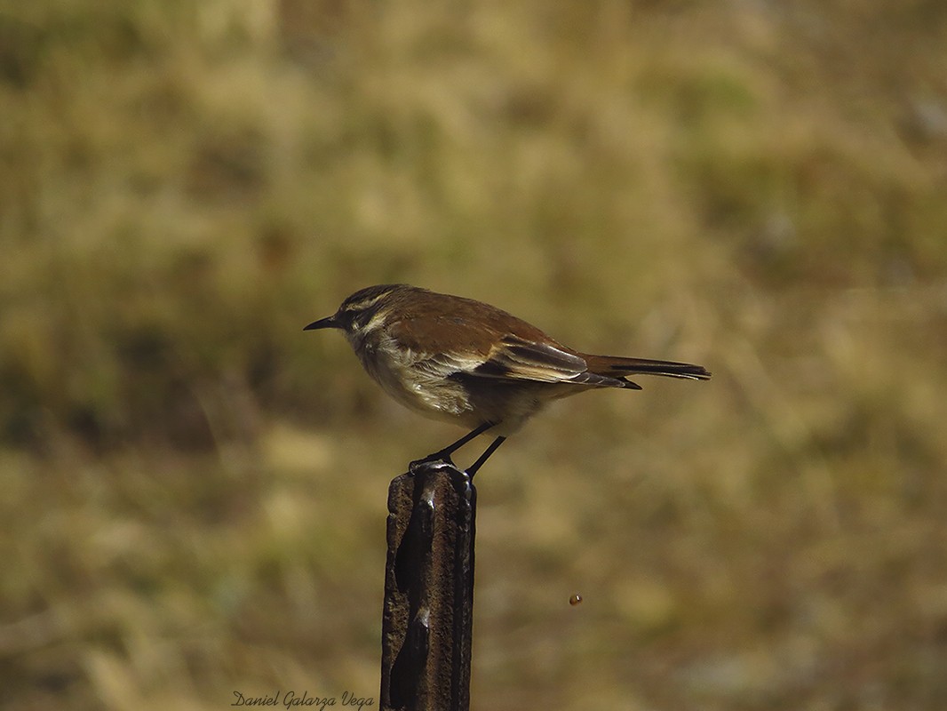 White-winged Cinclodes - ML106187411