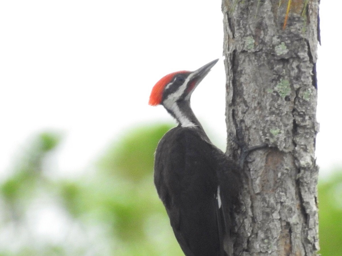 Pileated Woodpecker - Usha Tatini