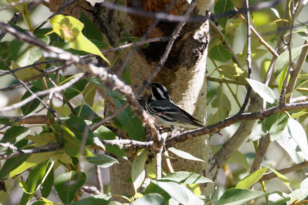 Black-throated Gray Warbler - Audrey Addison