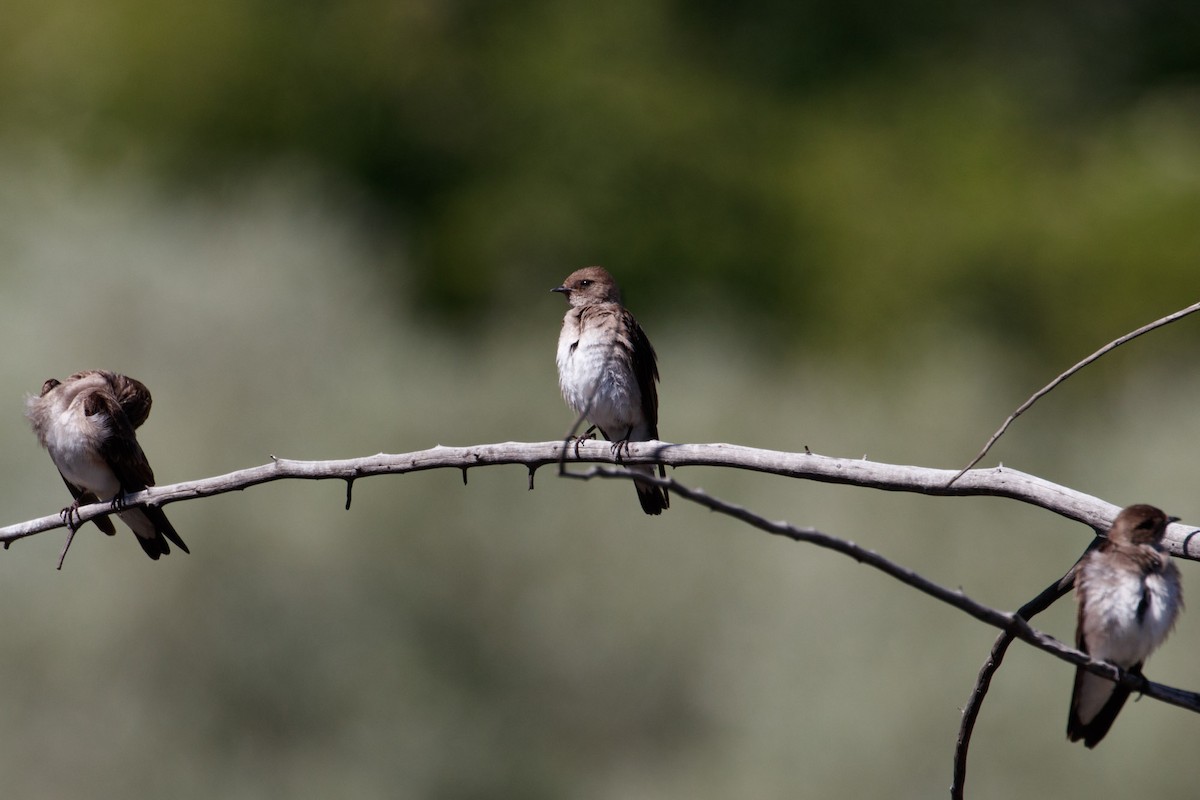 Northern Rough-winged Swallow - Audrey Addison