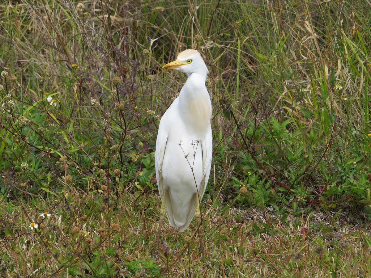 Western Cattle Egret - Deepak Vadi