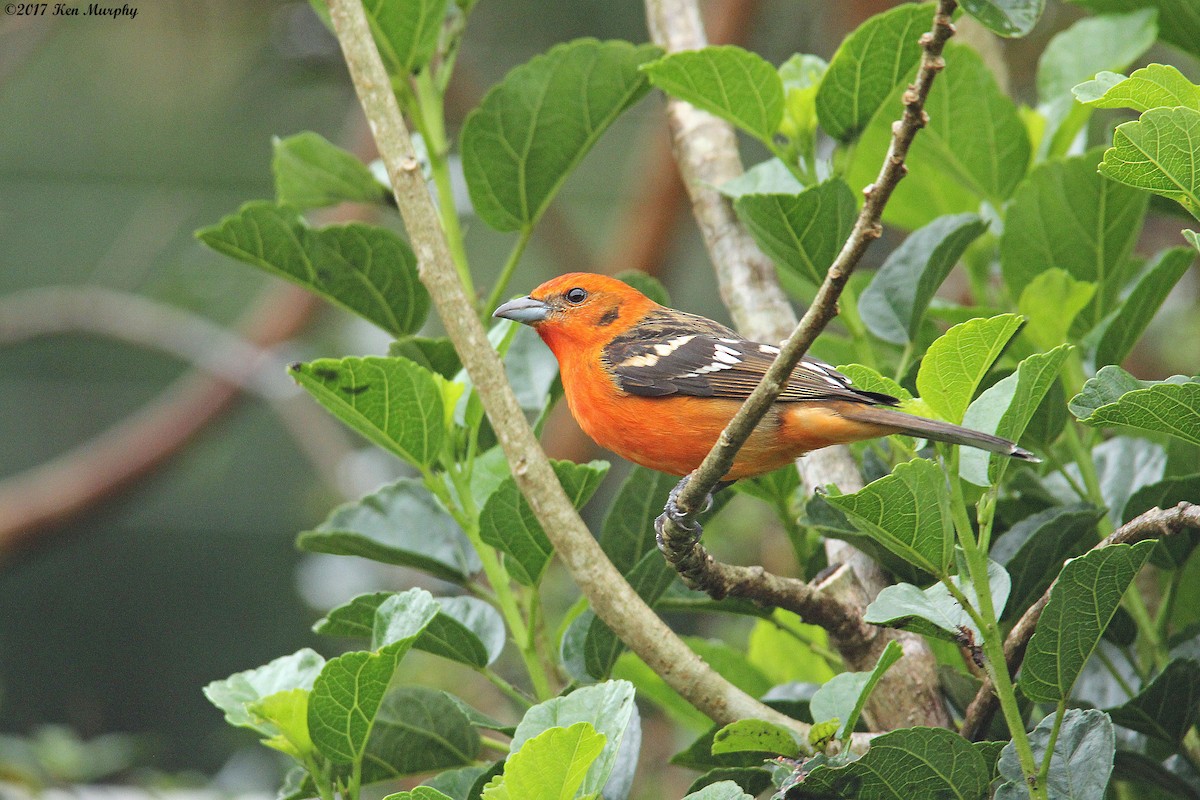 Flame-colored Tanager - Ken Murphy