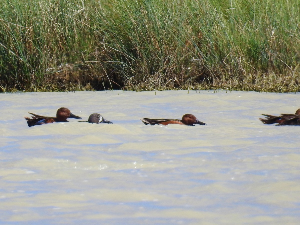 Blue-winged Teal - Tina Toth