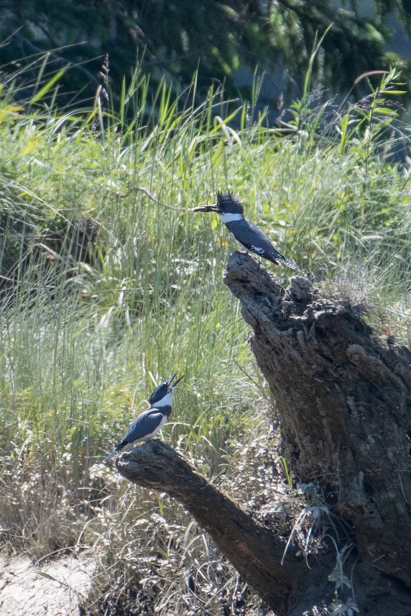 Belted Kingfisher - ML106196821